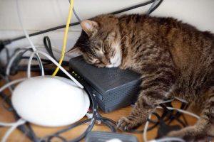 kucing dan kabel